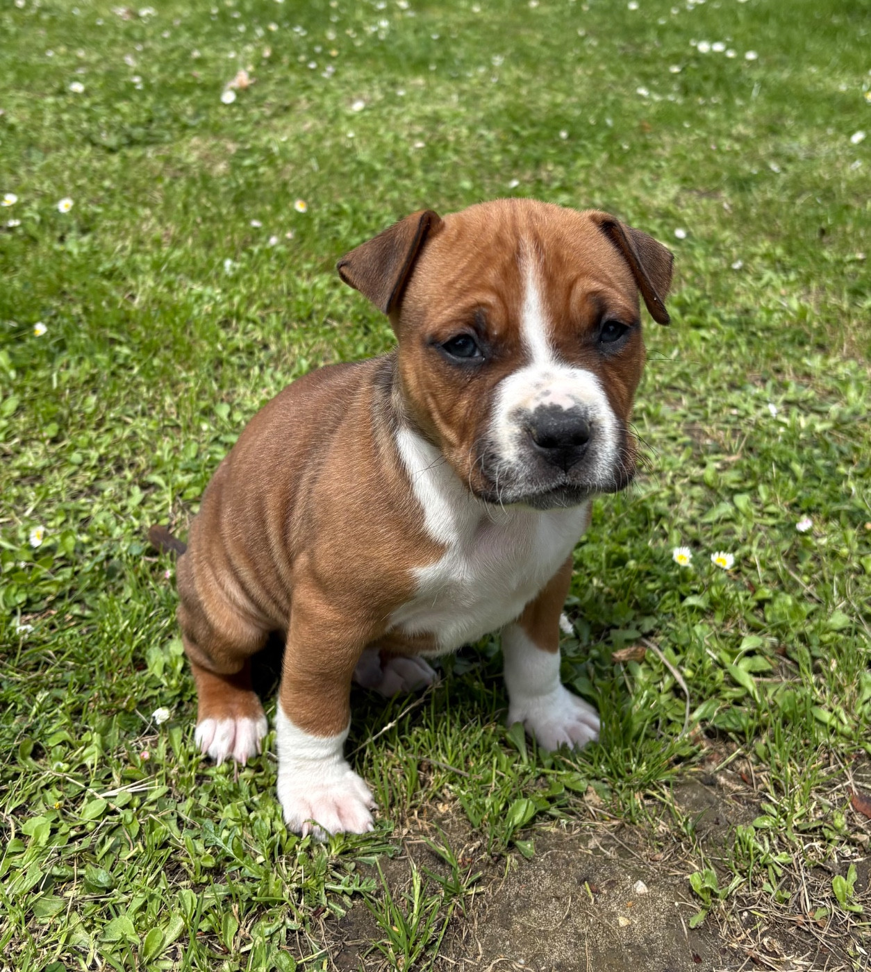 Chiots American Staffordshire Terrier