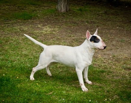 Femelle Bull terrier Raven by Victorious Demon