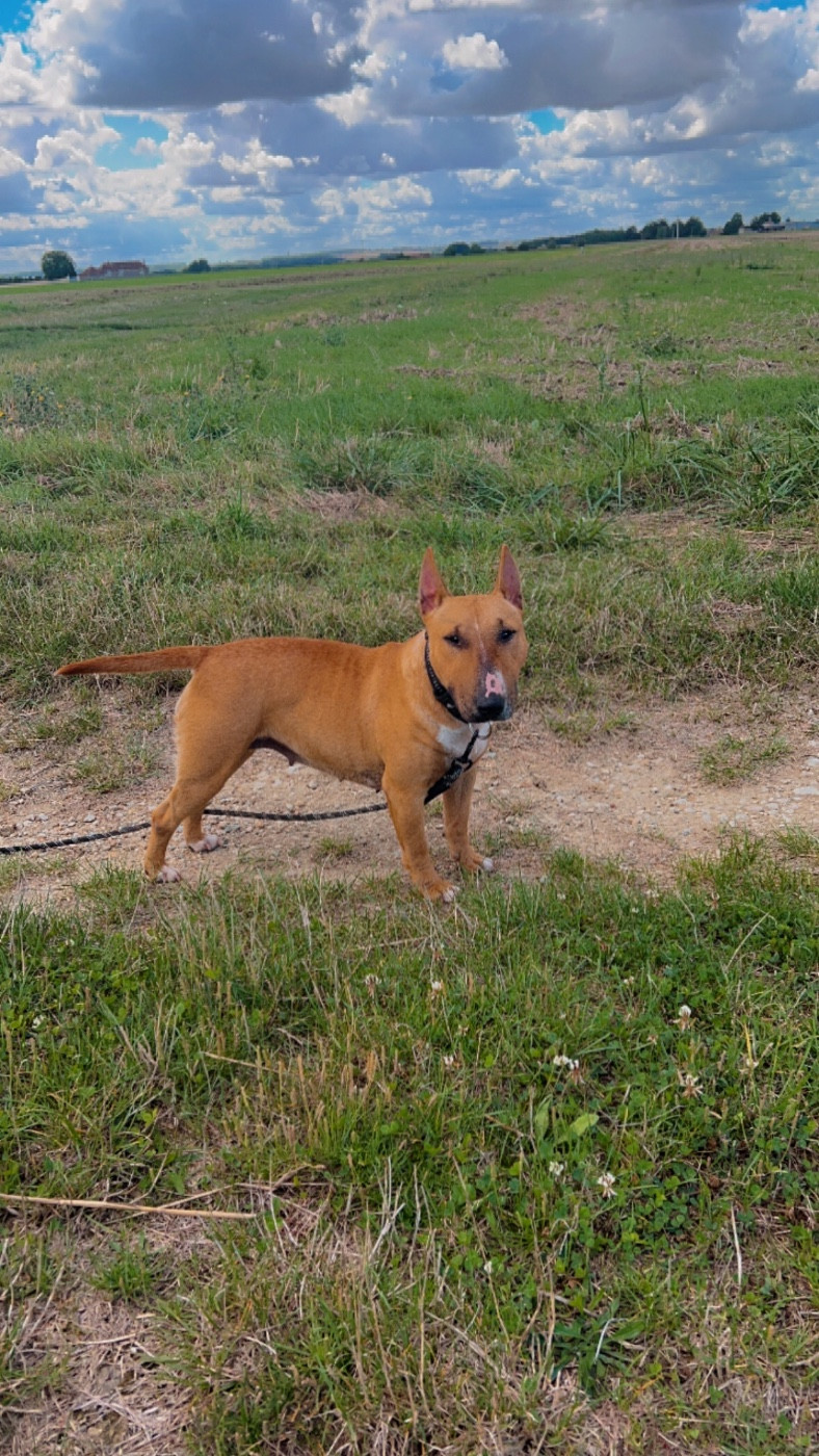 Femelle Bull Terrier Miniature Natsuko